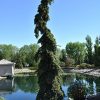 Weeping White Spruce #6 - Image 3